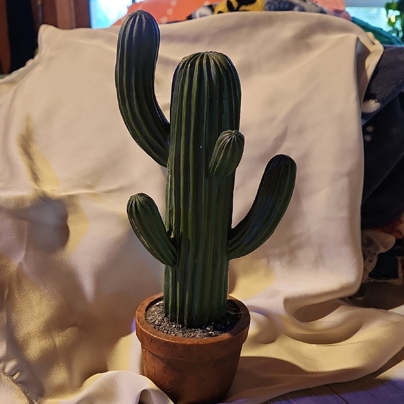 Green Cactus in Clay Pot - Picture 1 of 6